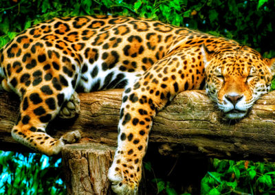 Photo Jaguar